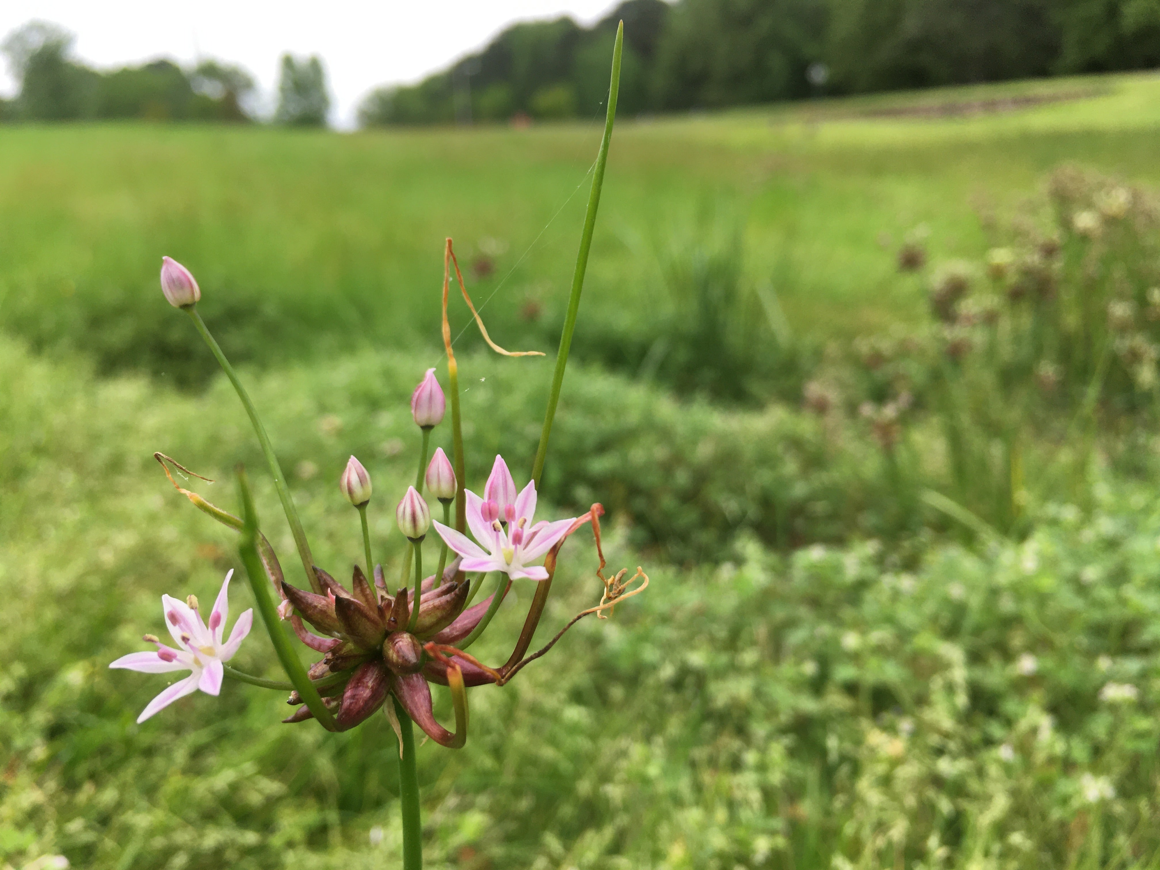 wild garlic up close of unique looking wildflower with small pink and white blooms branching off central bulb cluster